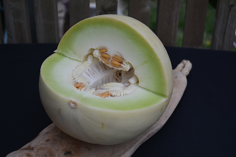 Green Flesh Honeydew Melon (Cucumis melo var. inodorus) at Pesche's Garden Center