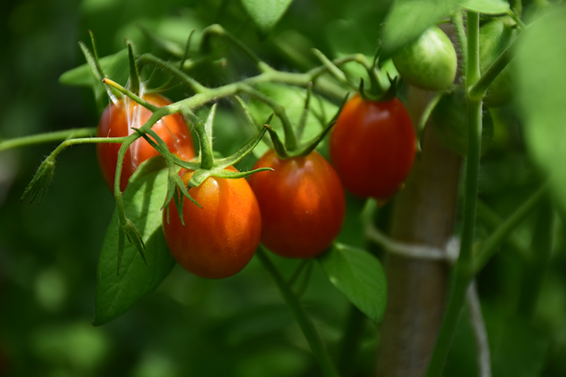 Sugar Rush Tomato (Solanum lycopersicum 'Sugar Rush') at Pesche's Garden Center