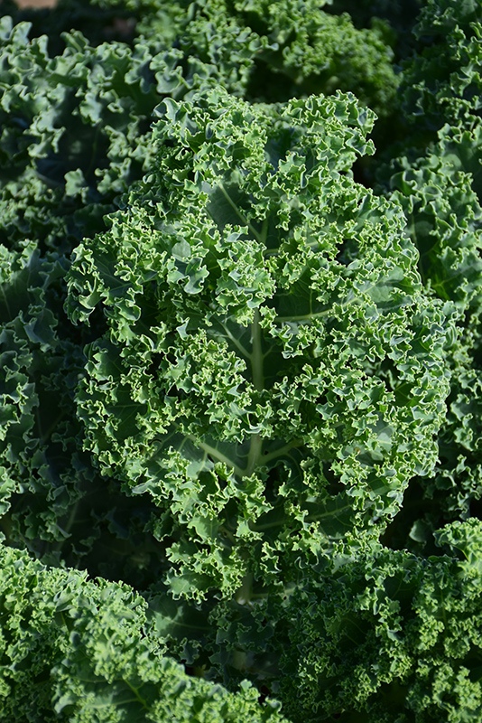 Kale (Brassica oleracea var. sabellica) at Pesche's Garden Center