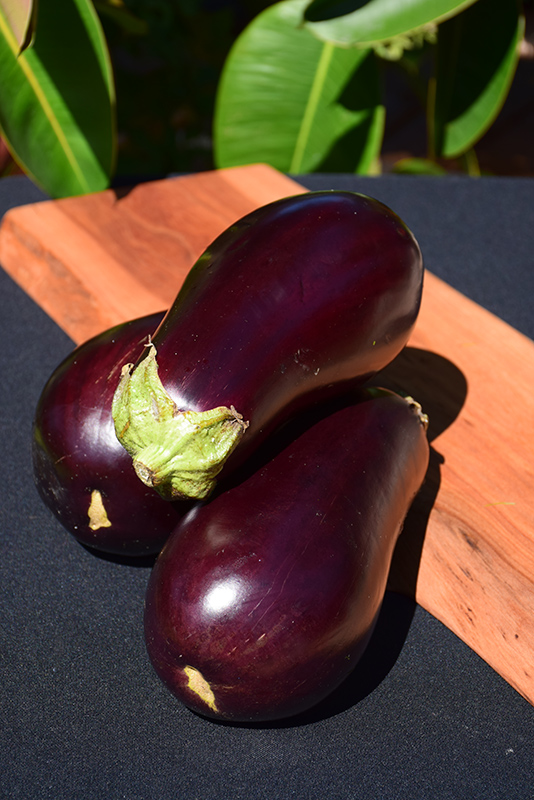 Eggplant (Solanum melongena) at Pesche's Garden Center