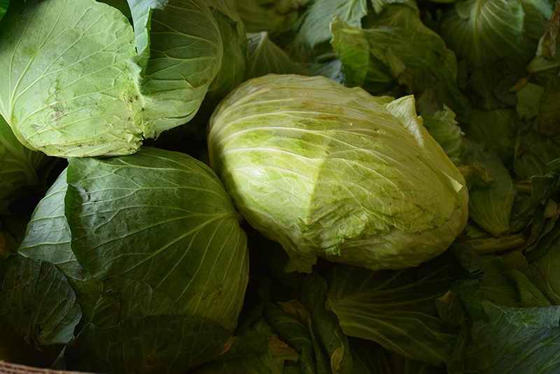 Big Flat Head Cabbage (Brassica oleracea var. capitata 'Big Flat Head') at Pesche's Garden Center