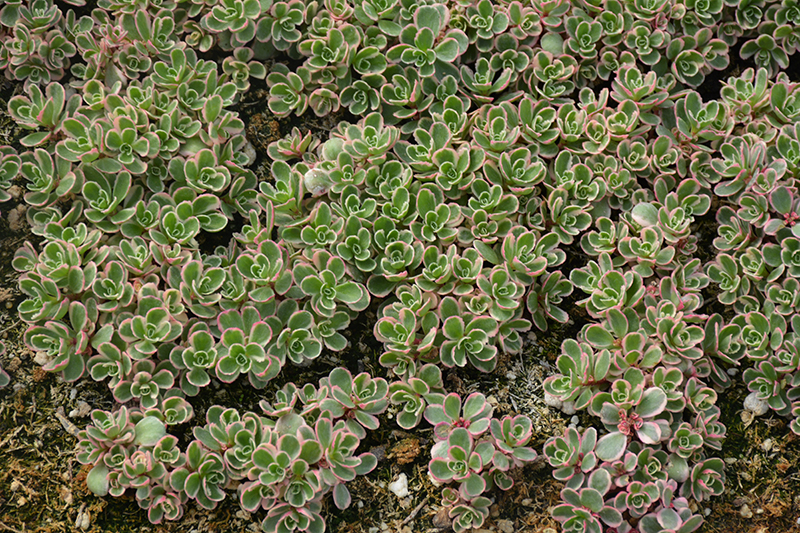 Tricolor Stonecrop (Sedum spurium 'Tricolor') at Pesche's Garden Center