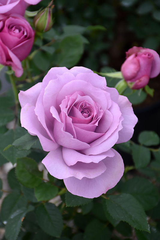 Love Song Rose (Rosa 'WEKstameda') at Pesche's Garden Center
