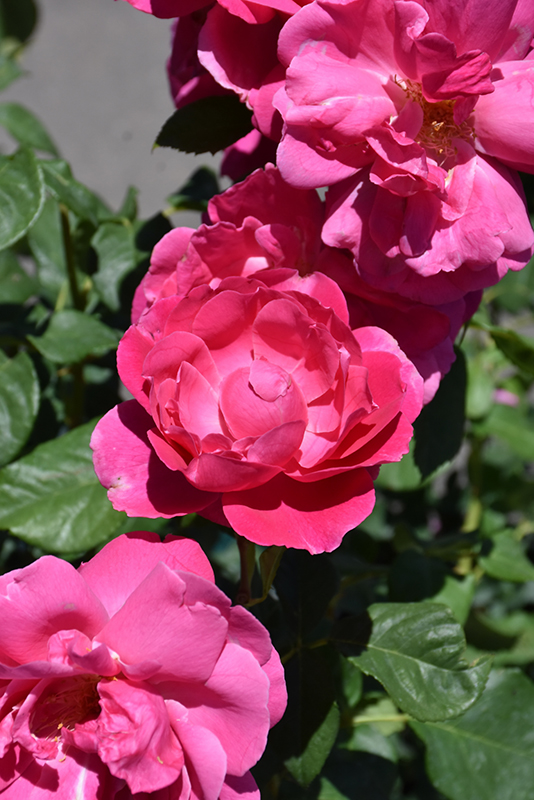 Grande Dame Rose (Rosa 'WEKmerewby') at Pesche's Garden Center