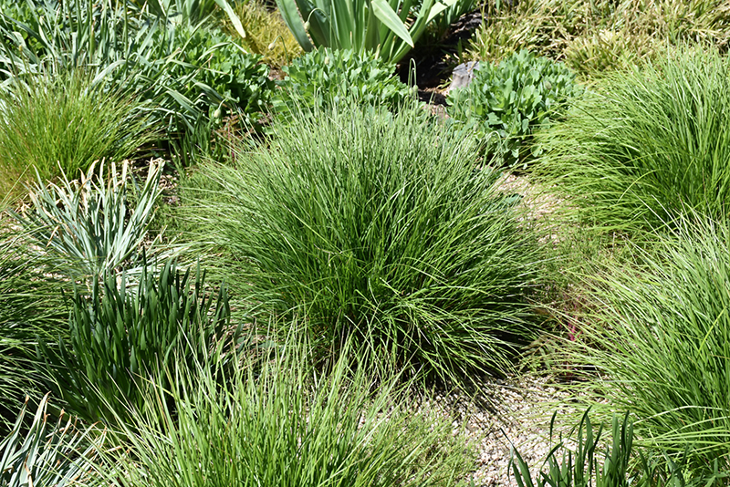 Autumn Moor Grass (Sesleria autumnalis) at Pesche's Garden Center