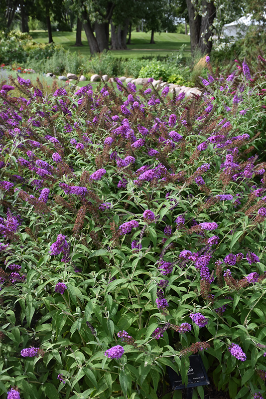 Buzz Purple Butterfly Bush (Buddleia davidii 'Buzz Purple') at Pesche's Garden Center