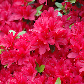 Plant Photo 4
