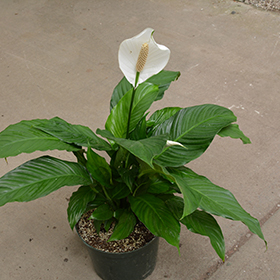 Plant Photo 4