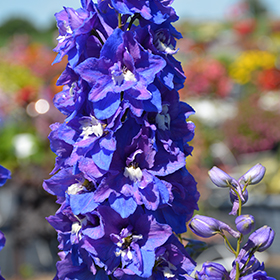 Plant Photo 8