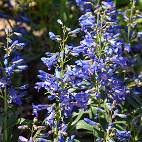 Plant Photo 6